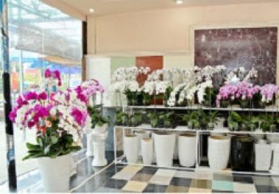 Điện hoa lan hồ điệp quận Bình Thạnh giá cực rẻ