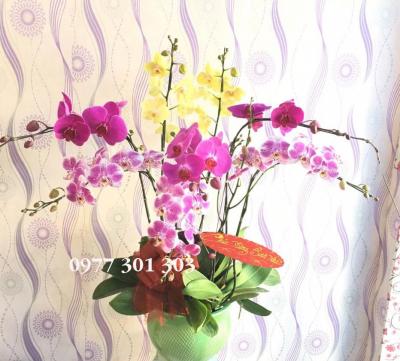 SHOP BÁN LAN HỒ ĐIỆP GIÁ RẺ