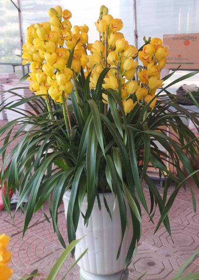 Địa chỉ bán hoa địa lan giá rẻ