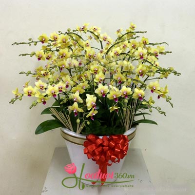 Chậu lan hồ điệp vàng mini 17 cành phù hợp không gian nhà bạn