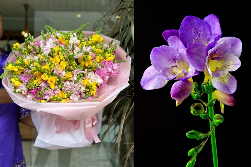 flowers that represent freedom is freesia