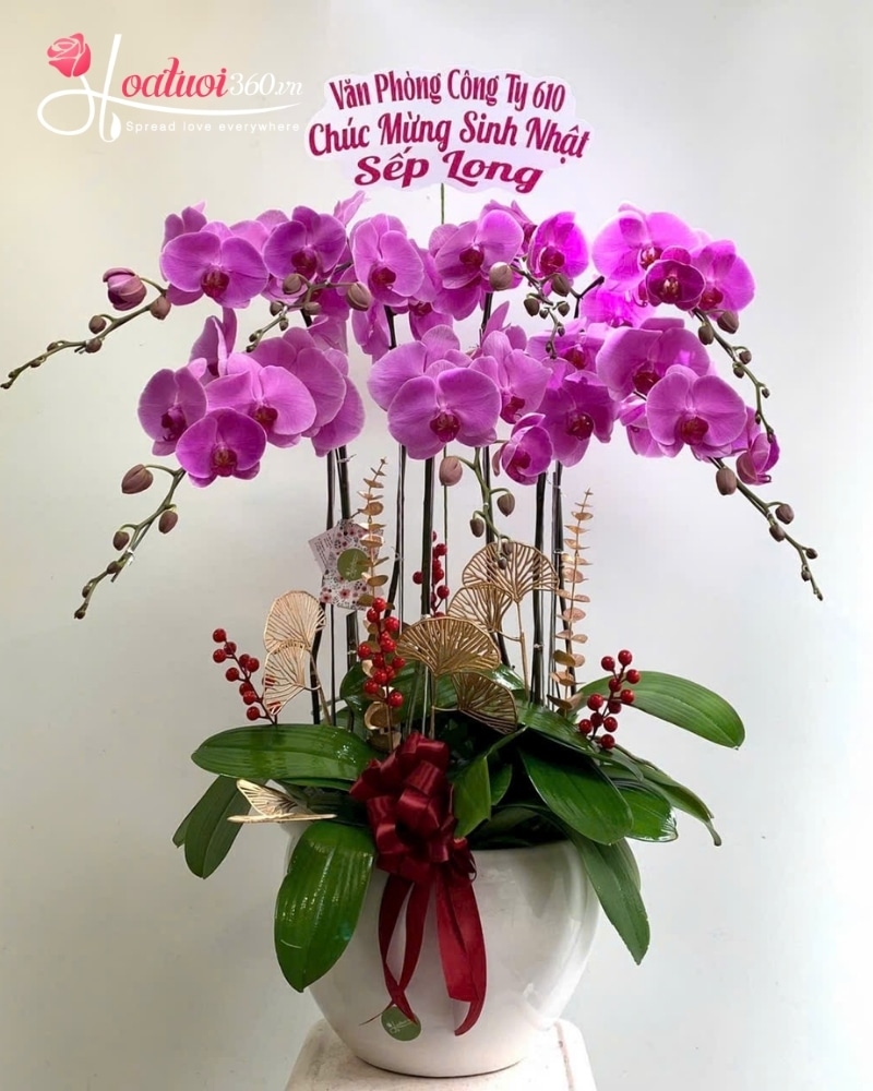 orchid is the best flowers for the office environment
