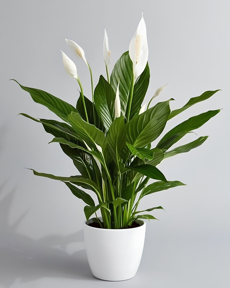 peace lilies is the best flowers for the office environment