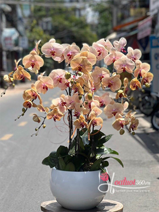 Yellow phalaenopsis orchid pot - Affectionately