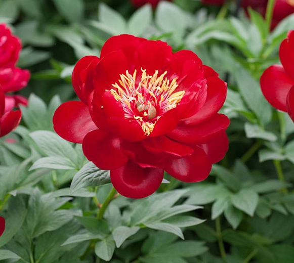 Forest peony in Japan