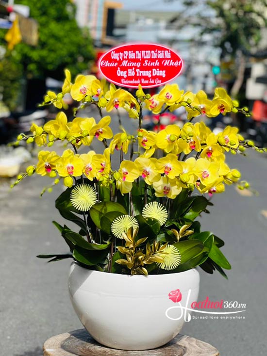 Yellow phalaenopsis orchid pot - Splendor