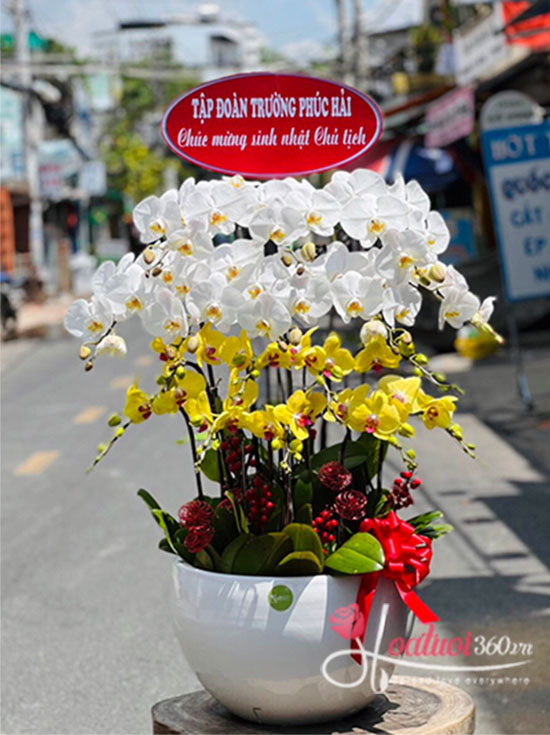 Phalaenopsis orchid pot - Loving family