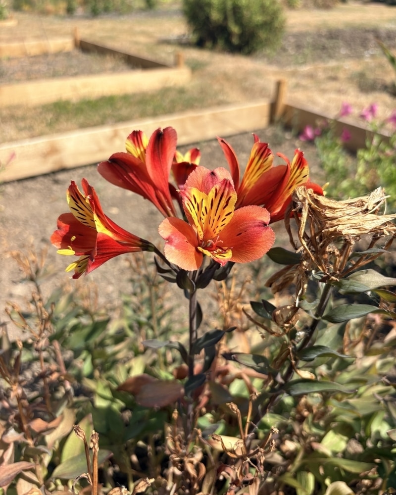 flowers for friend is alstroemeria