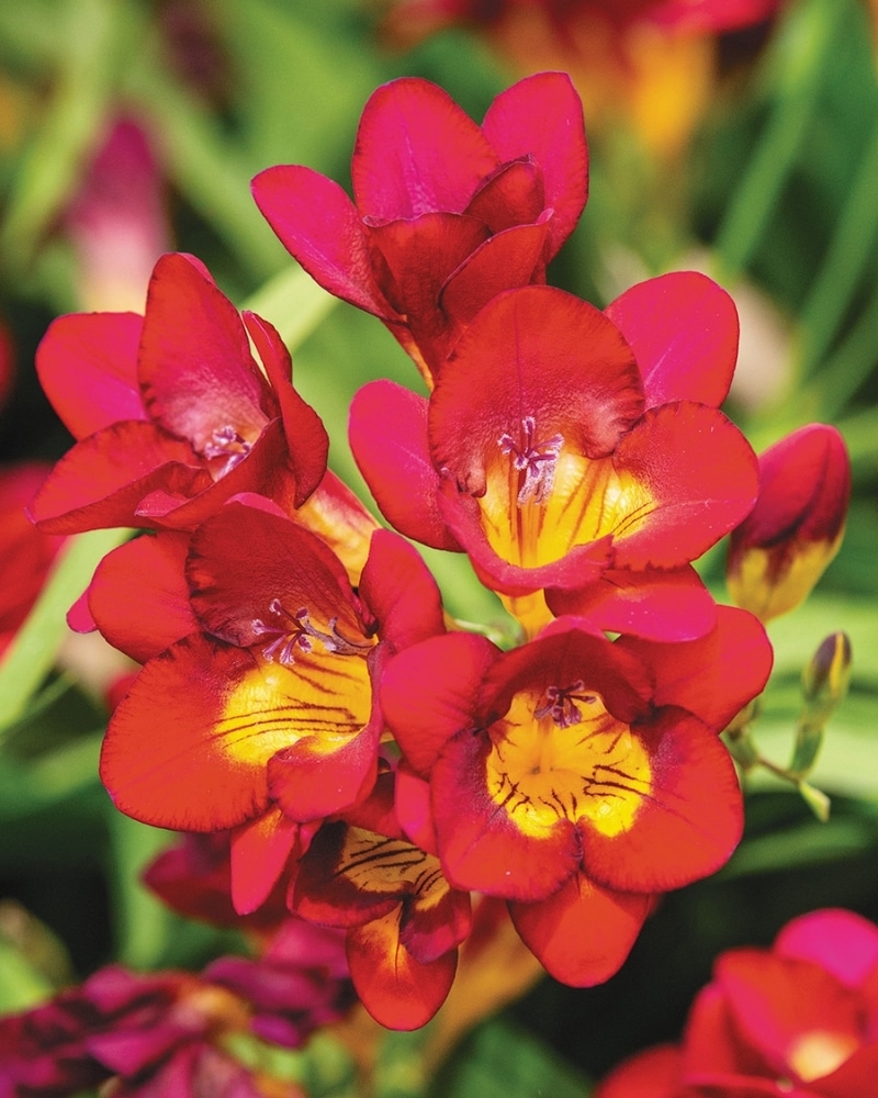 flowers for friend is freesia
