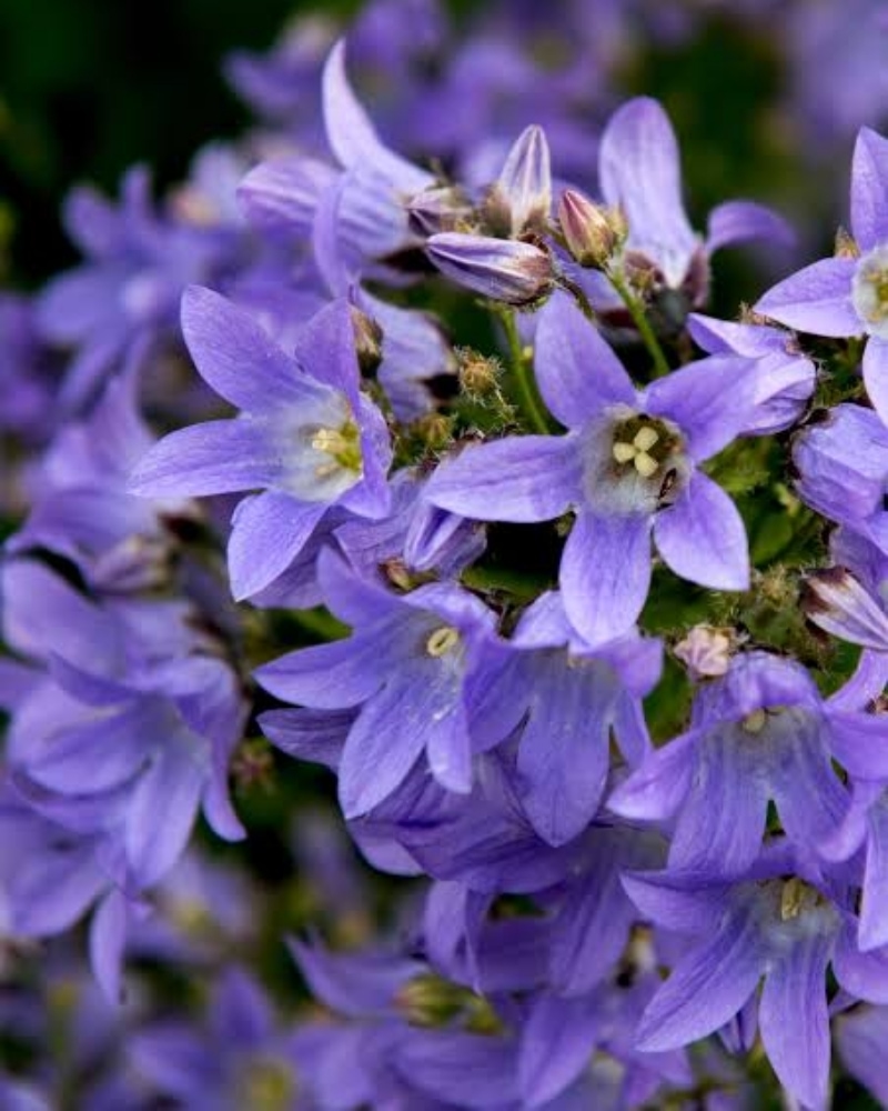 flowers for friend is campanula