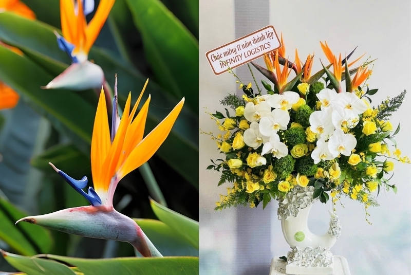 flowers that represent freedom is strelitzia