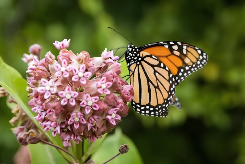flowers that represent freedom is milkweed