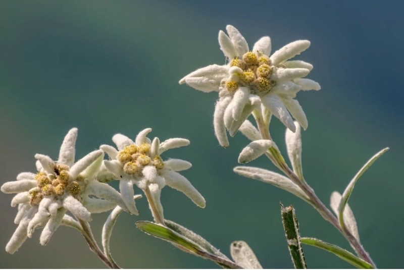 flowers that represent freedom is edelweiss