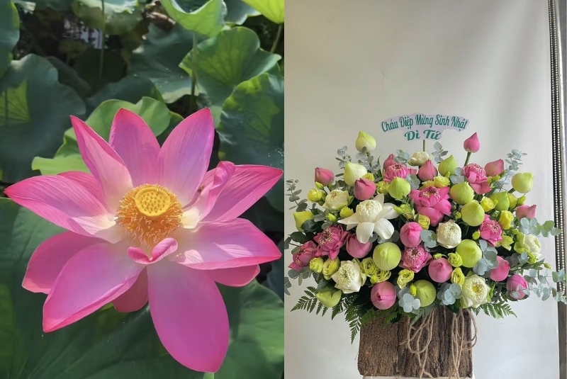 flowers that represent freedom is lotus