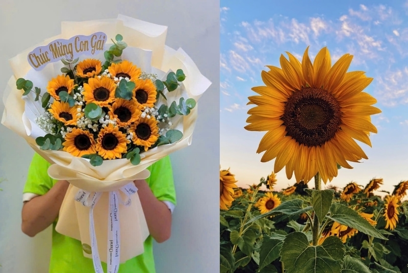 flowers that represent freedom is sunflower
