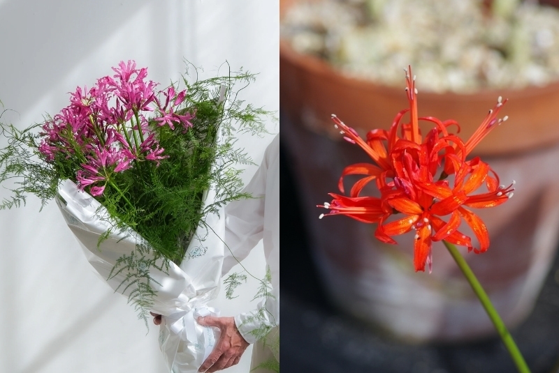 flowers that represent freedom is nerine