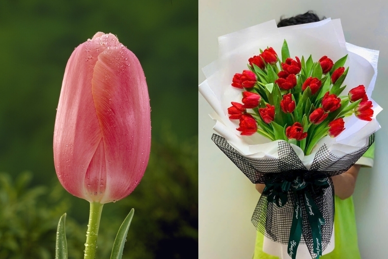 flowers that represent freedom is tulip