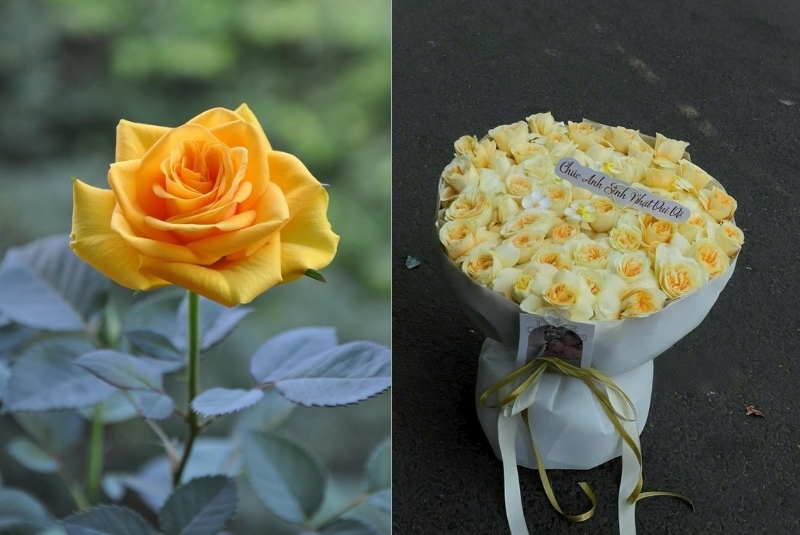 flowers that represent freedom is yellow roses