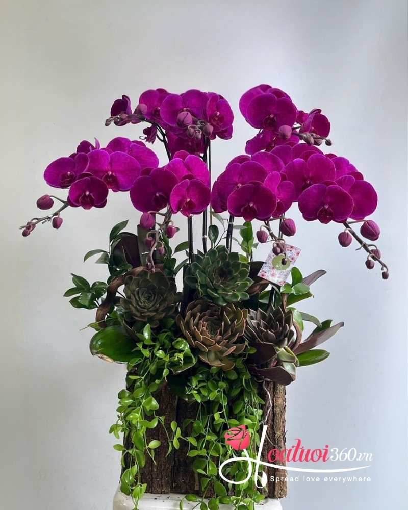 orchids get-well-soon flowers in Vietnam