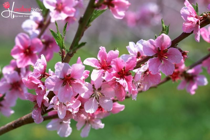 Peach blossom Tet flowers