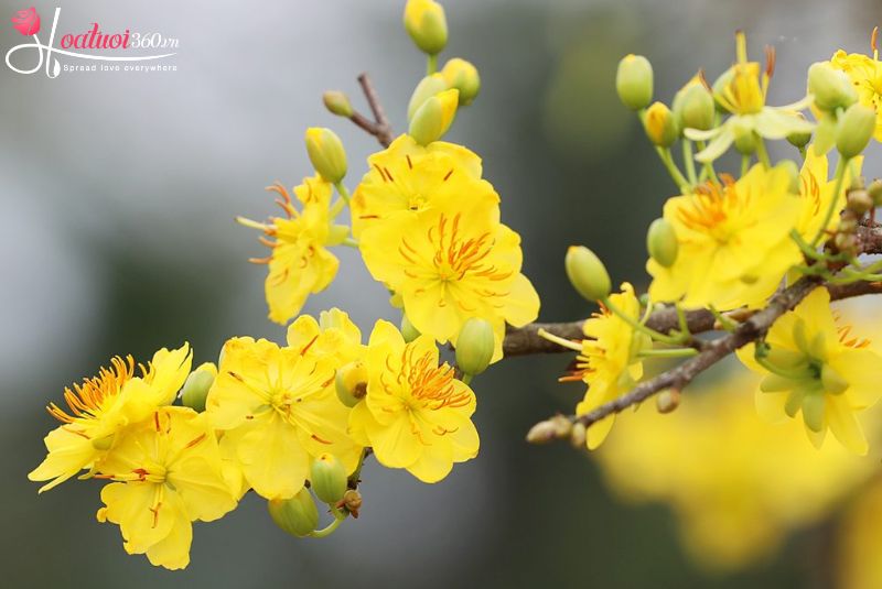 Yellow Apricot Blossoms