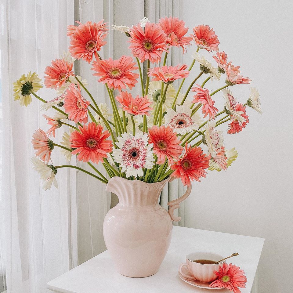 Caring for gerbera flowers to keep flowers fresh for a long time