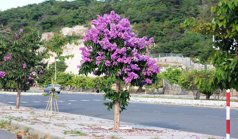 cách trồng hoa bằng lăng tím