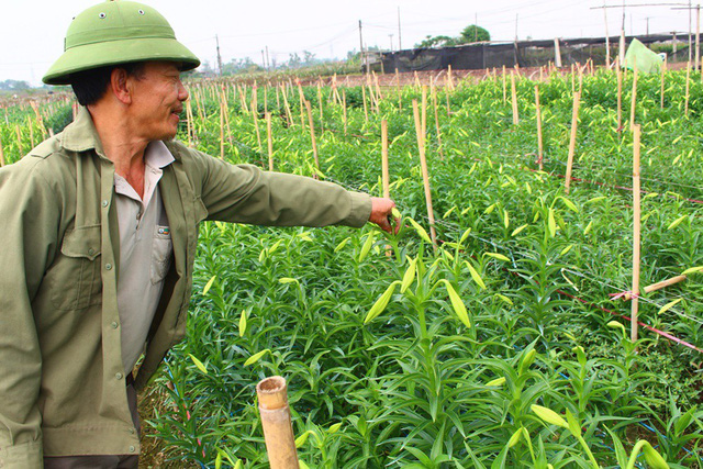 The hopeful eyes of the farmer in the lilium field