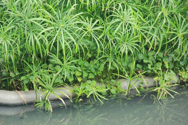 Công dụng cây thủy trúc khá nhiều