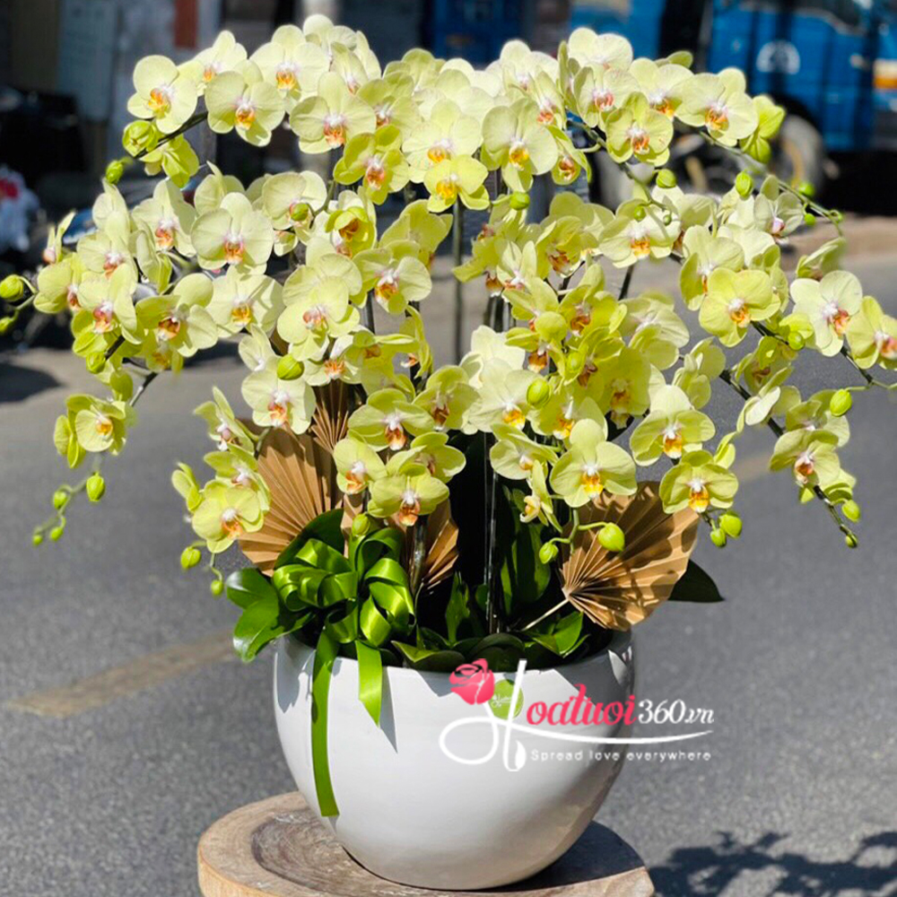 Yellow phalaenopsis orchid pot - Joyful