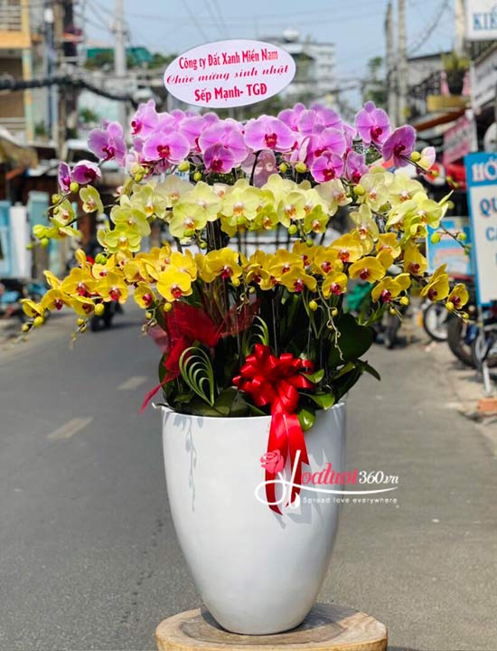 Phalaenopsis orchid pot - Love song