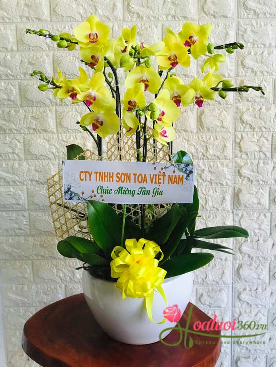 Yellow phalaenopsis orchid pot - Lovely