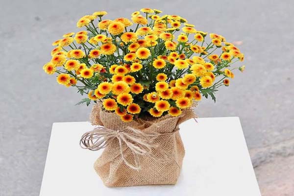 Địa chỉ mua hoa cúc Calimero uy tín 