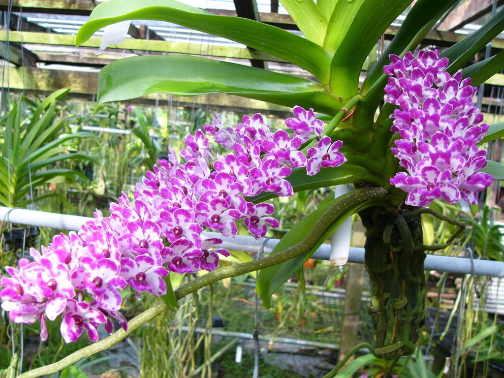 hoa địa lan nở được bao lâu