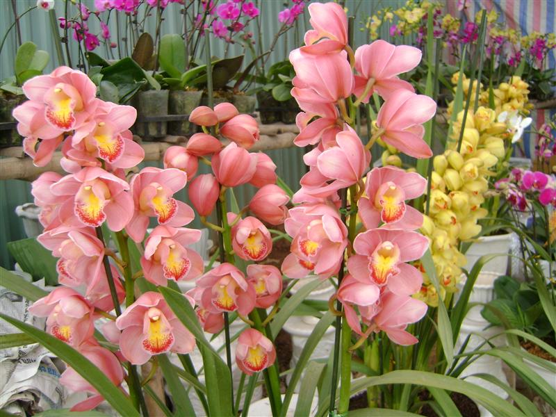 cách bảo quản hoa địa lan