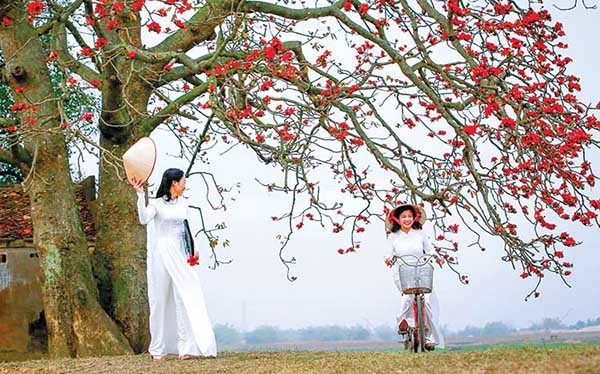 Hoa Gạo và thiếu nữ vô cùng duyên dáng