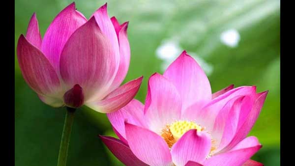 Hình ảnh hoa sen đẹp bình dị