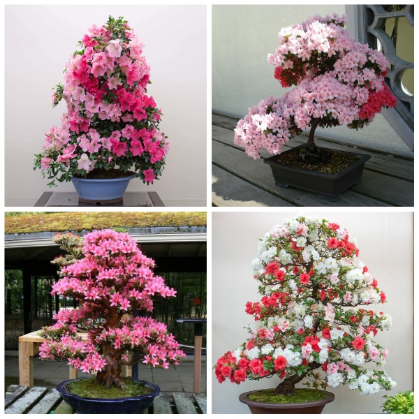 Chậu hoa đỗ quyên bonsai