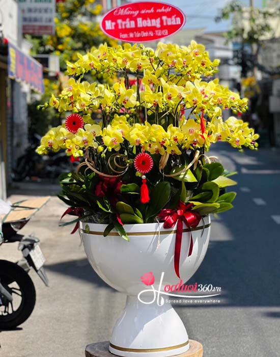 Yellow phalaenopsis orchid pot - Spotlight