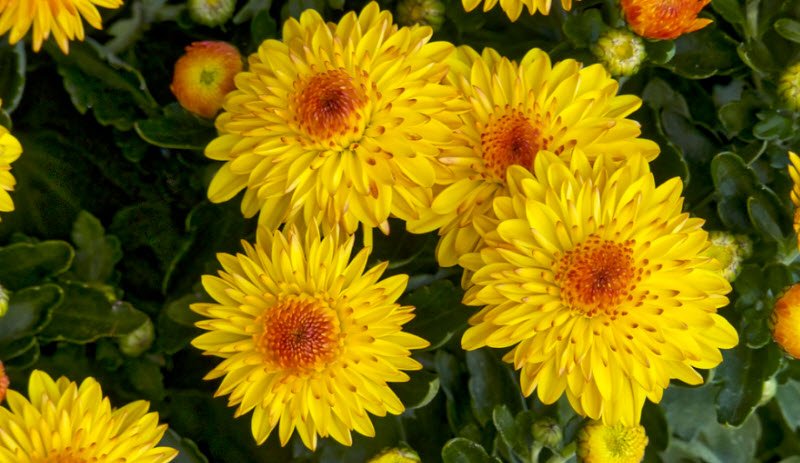 Growing chrysanthemums in a simple way