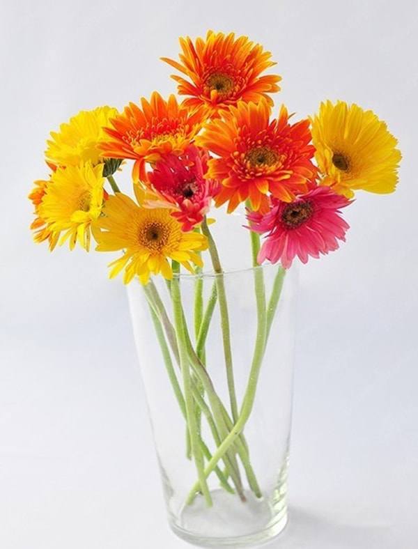 High gerbera flower