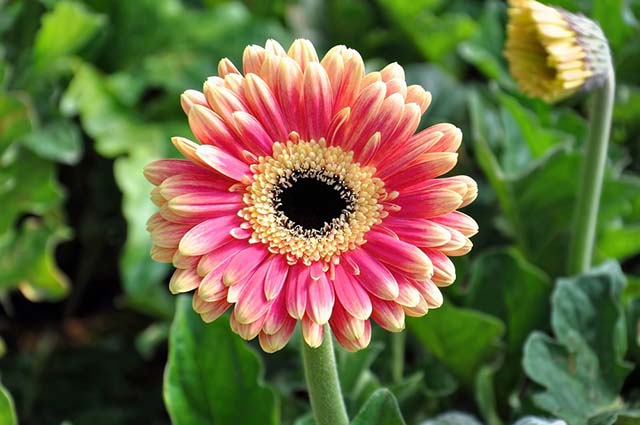 Double gerbera