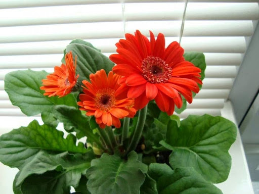 Dwarf gerbera pots