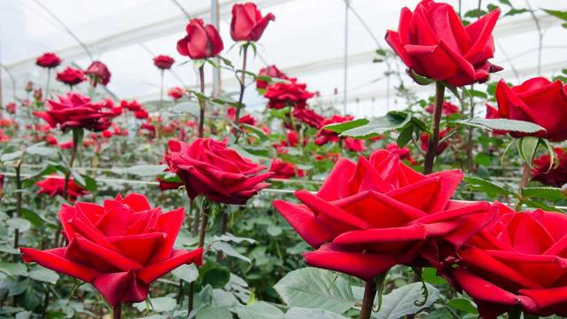 Origin and origin of the ecuadorian roses