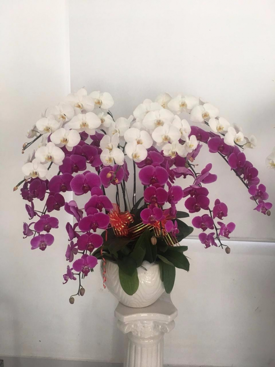 Chậu lan hồ điệp phối hợp 2 tông màu sắc đẹp tại quận 12