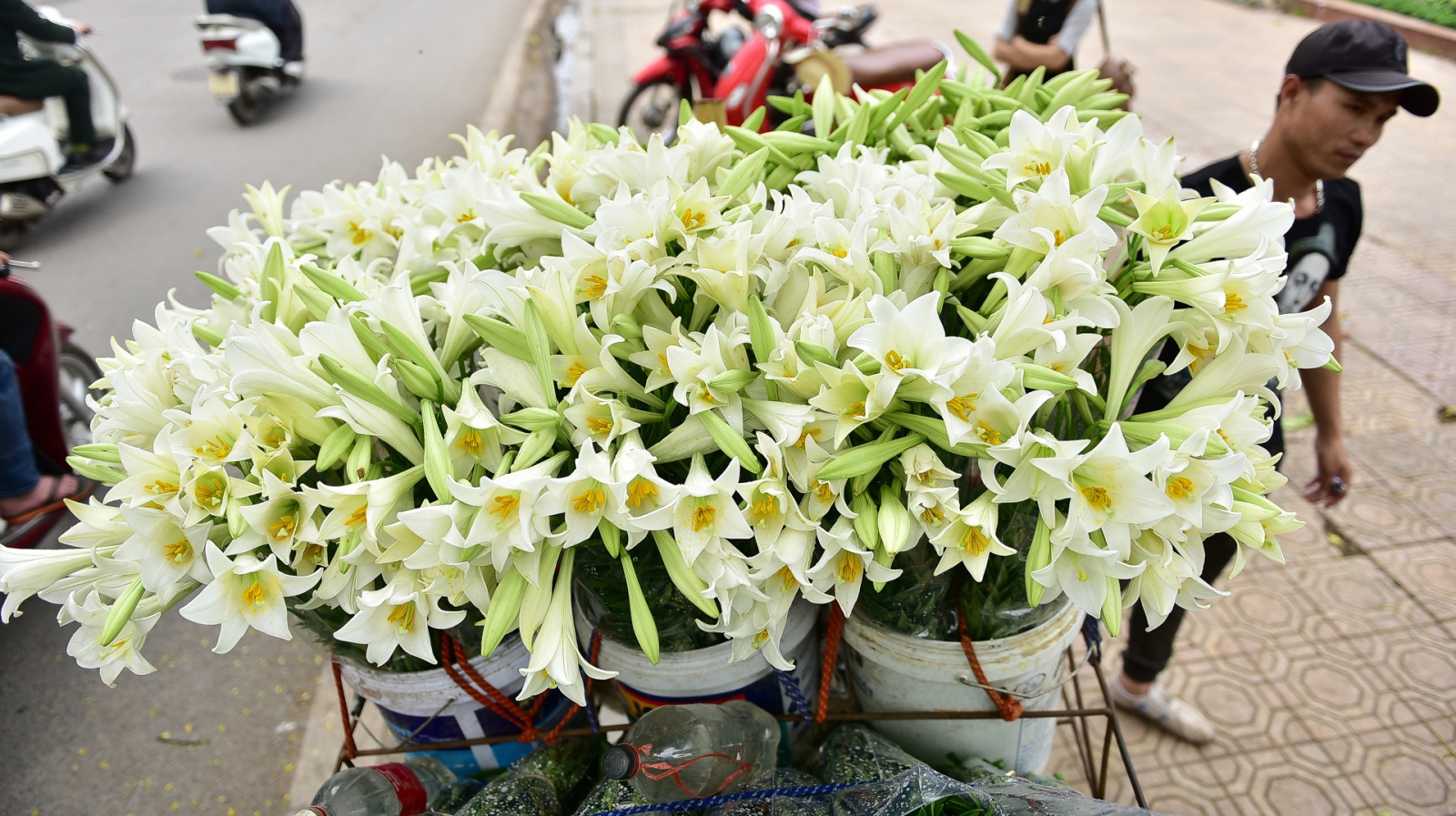 Cars full of liliums