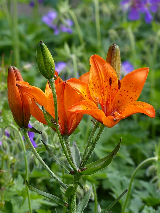 Unique orange liliums