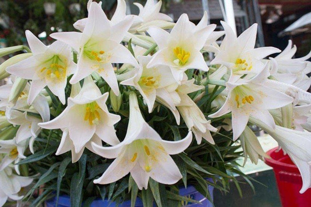 Pristine lilies in the morning sun