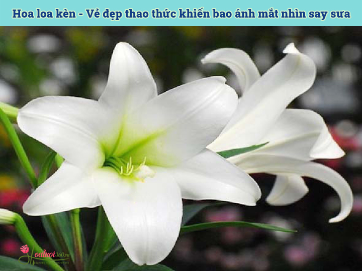 Hoa loa kèn trắng được giới trẻ ưa chuộng để tặng các bạn nữ