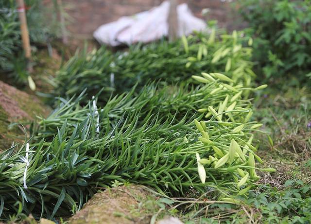 Bouquets of lilies are harvested, waiting for the day to go to the street